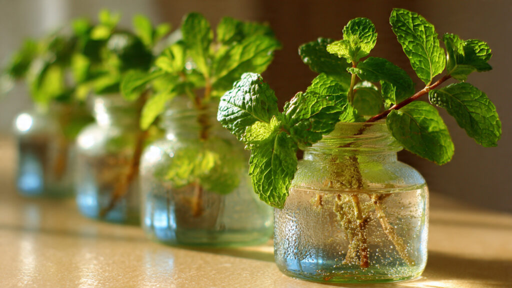 Simplest Method for Growing Fresh Mint From Cuttings at Home