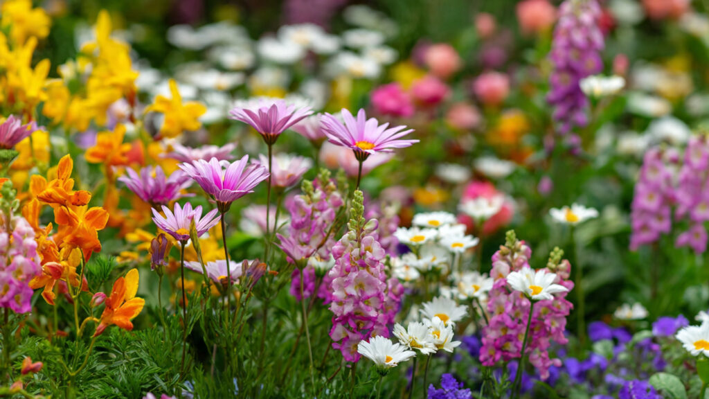 Small Tagar Flower Cutting Ideas: Creative Gardening Tips for a Stunning Garden
