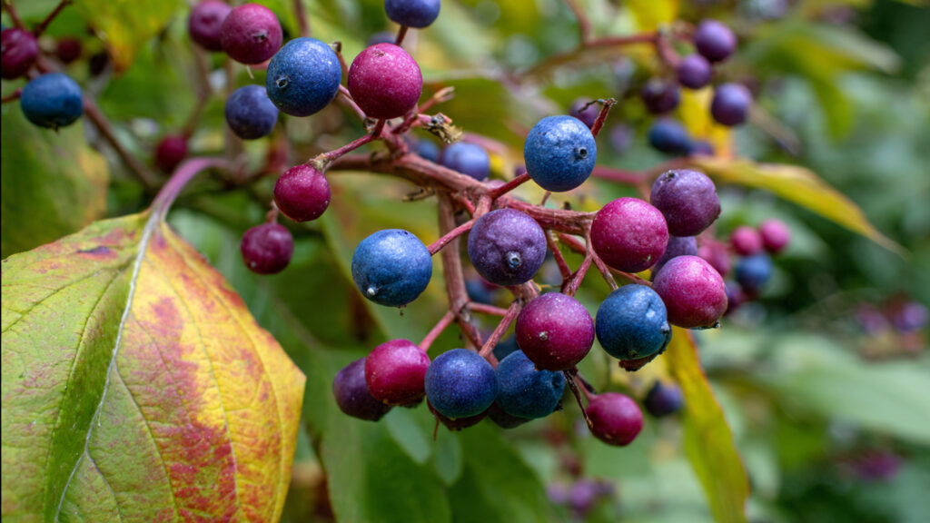 Some Plants Make Fake Berries to Trick Birds into Helping Them Spread Seeds