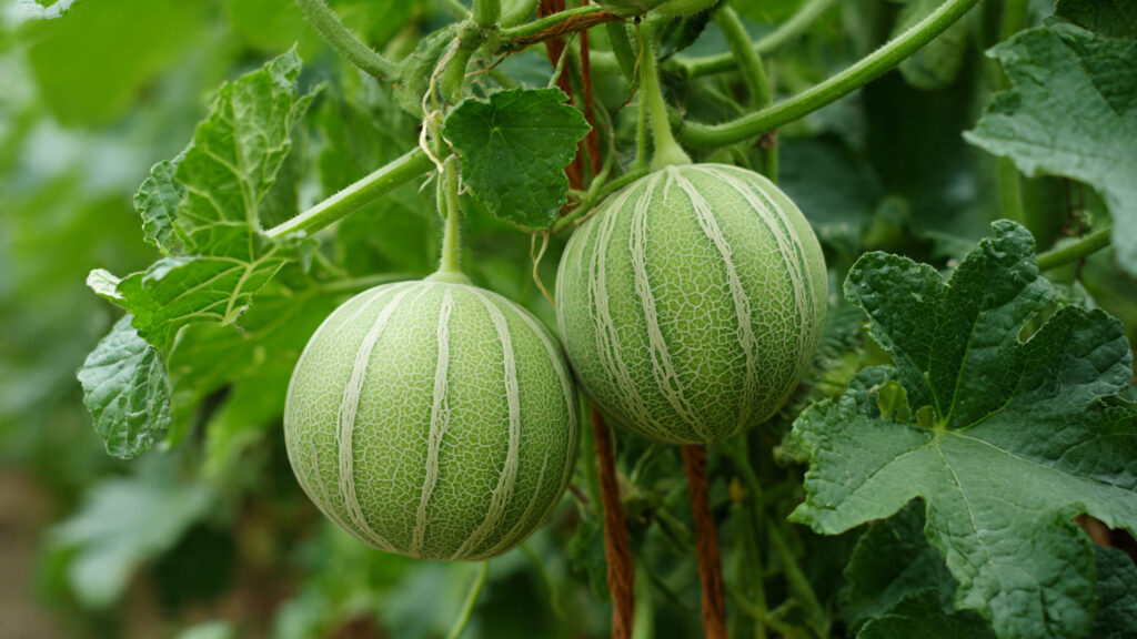 Sweet Harvest at Home: How to Grow Juicy Melons Beside Your House Using Simple Gardening Methods