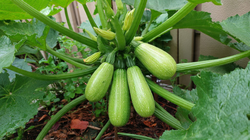 Terrace Miracle: How Growing Zucchini on Your Rooftop Can Produce Dozens of Healthy, High-Yield Fruits in Small Spaces