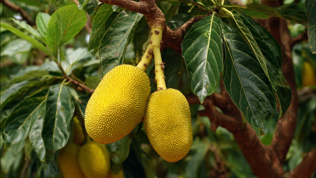 The Easiest Way to Graft Jackfruit: A Simple Technique for Bigger, Better, Faster Harvests!