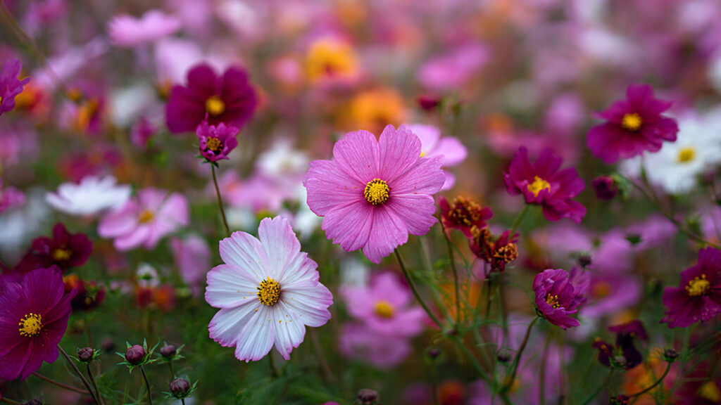 The Essential Guide to Cultivating Cosmos Flowers to Attract and Support Local Pollinators in Your Garden