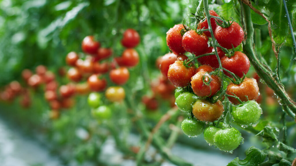 The Future Method of Growing Tomatoes That Produces Many Times More Yield