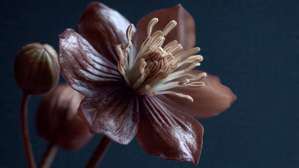 The Mystery Behind the Chocolate-Scented Flower
