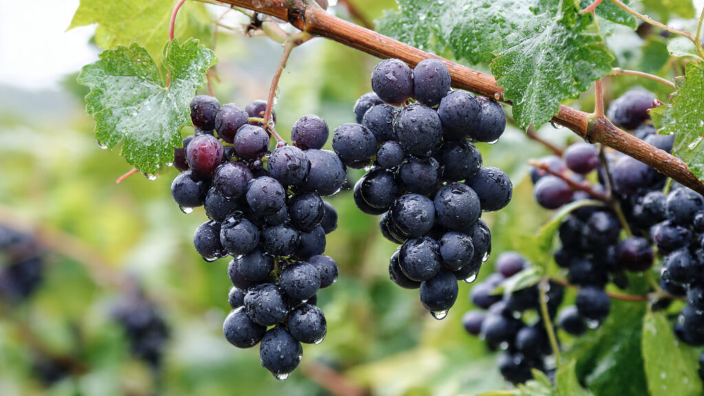 The New Advanced Technique for Growing Grape Vines with Higher Yield and Sweeter Fruits