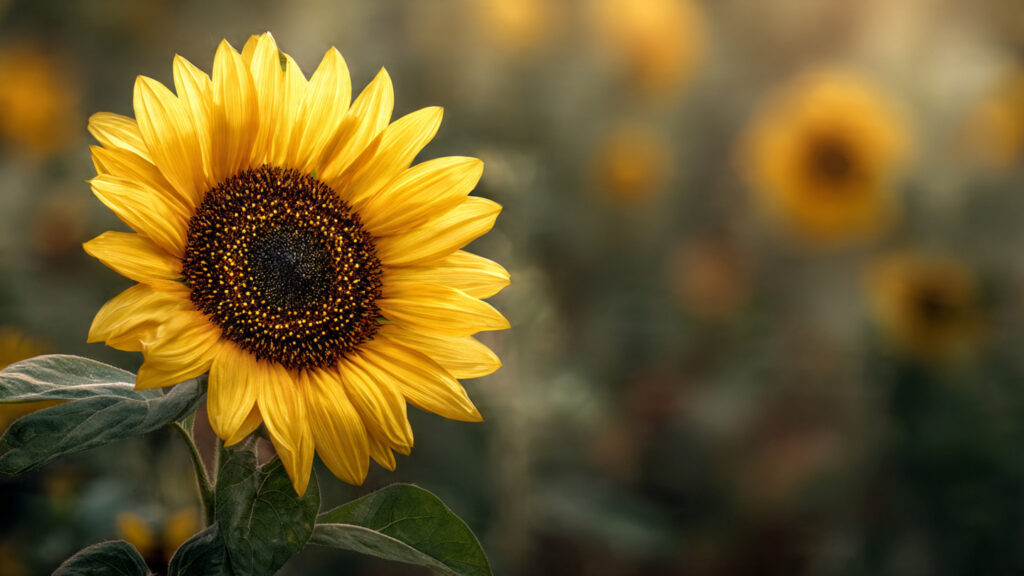 The New High-Yield Technique for Growing Sunflower Plants Faster and Stronger