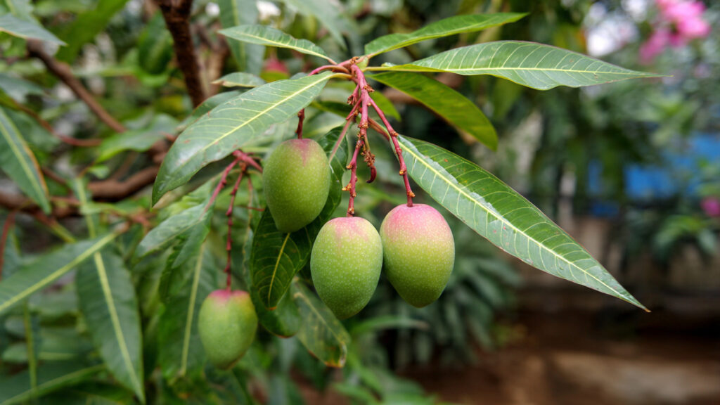 The New Scientific Technique for Growing Mango Trees Faster with Heavy Fruit Yield