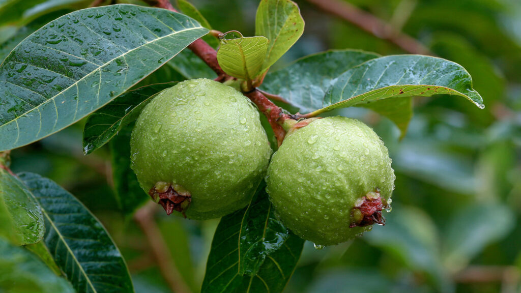 The New Smart Technique for Growing Guava Plants with Early Fruiting and Heavy Production