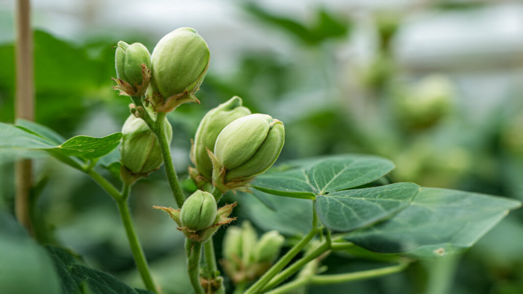 The New Smart Technique for Growing Peanut Plants with Higher Pod Production