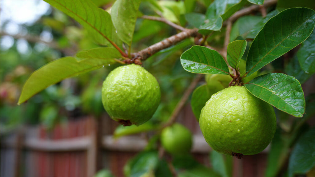 The New Technique to Harvest Guavas Faster and Bigger: Smart Pruning & Nutrition Method Every Gardener Should Try!
