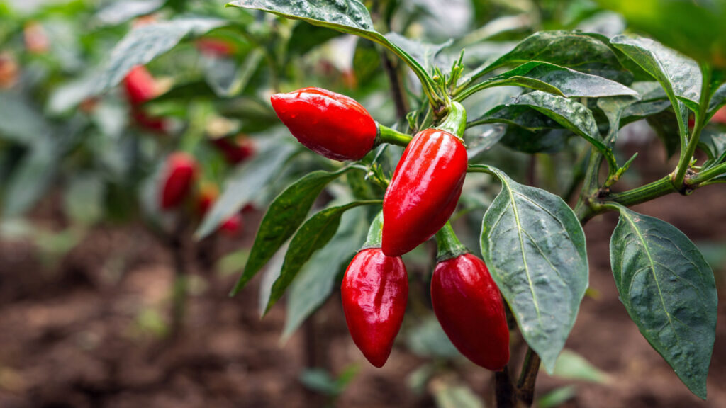 The Revolutionary Way to Grow Chili Peppers with 5× Yield