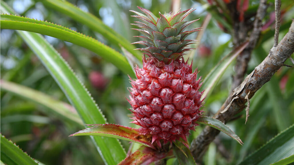 The Secret Growers Don’t Tell: The Easy Pineapple Grafting Trick That Boosts Yield Naturally!