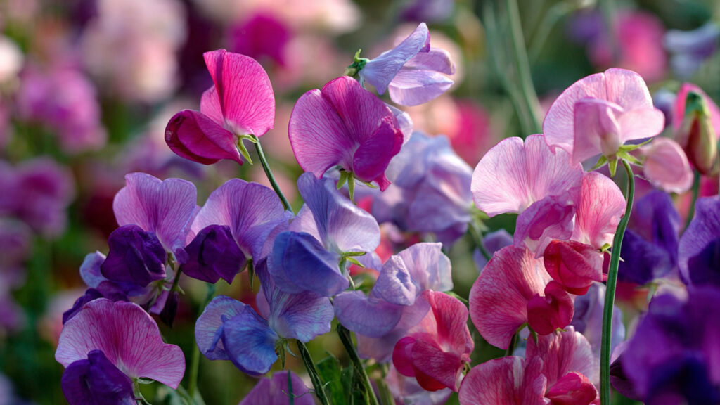 The Secret to Growing Sweet Peas That Reach Fifteen Feet High