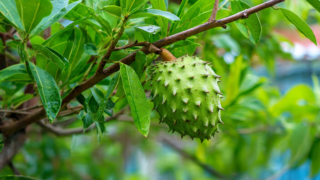 The Smart Gardener’s Secret: How to Graft a Soursop Tree for Faster Growth and Bigger Harvests