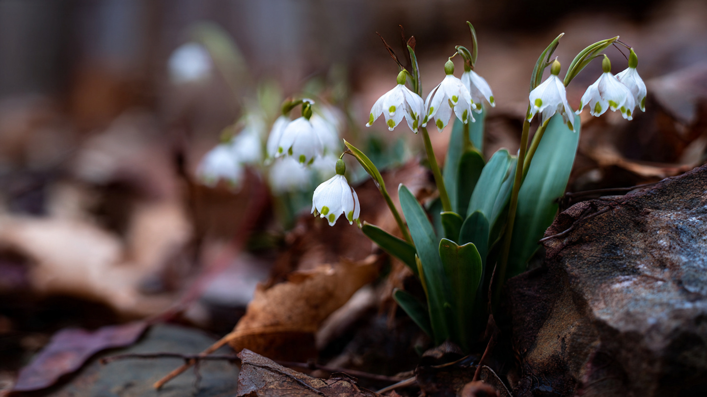 Spring Weather Plant The Top 10 Early-Blooming Spring Ephemeral Plants to Welcome the Season ...