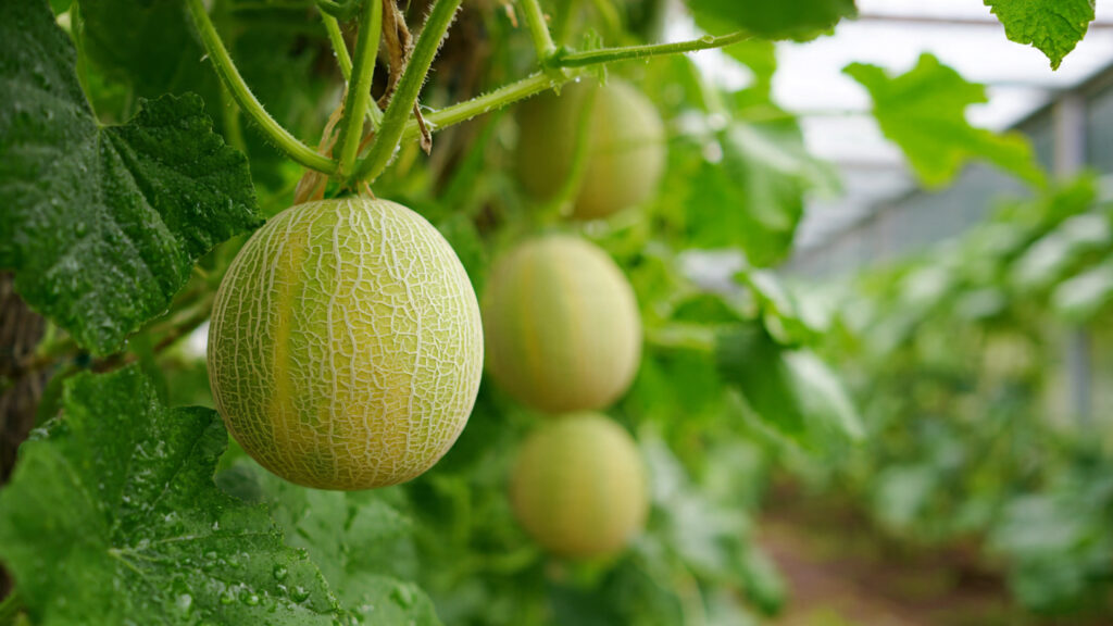 The Top Melon Growing Hack Gardeners Don’t Want You to Know