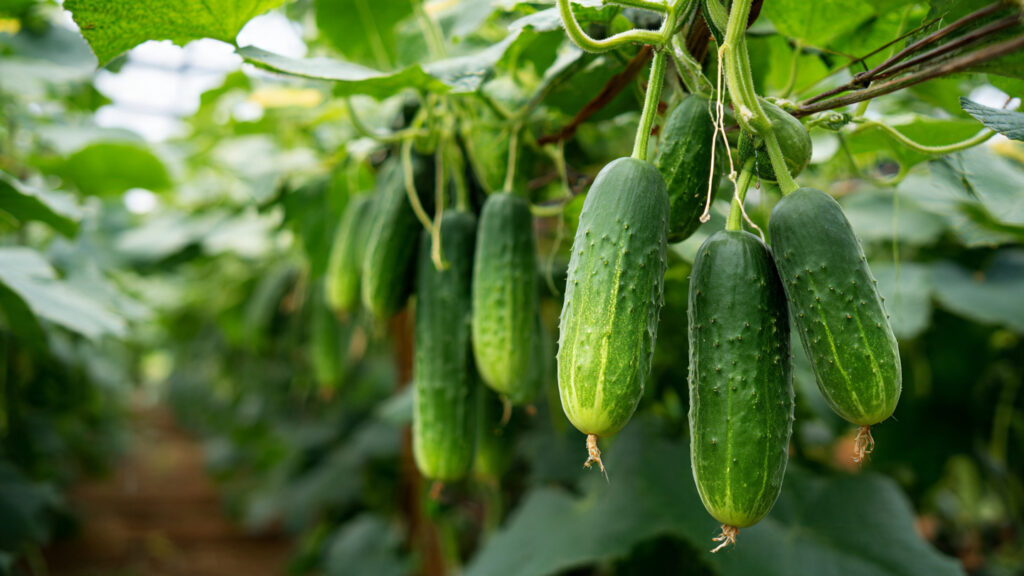The Ultimate Guide for Growing Sweeter Cucumbers Without Bitter Taste in Your Home Garden