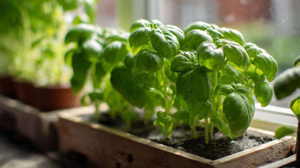 The Ultimate Guide to Growing Basil Without Flowering Techniques for Maximum Leaf Production