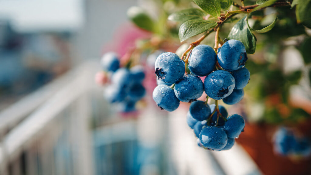 The Ultimate Guide to Growing Fresh Berries on Your Balcony for Maximum Flavor and Nutrition