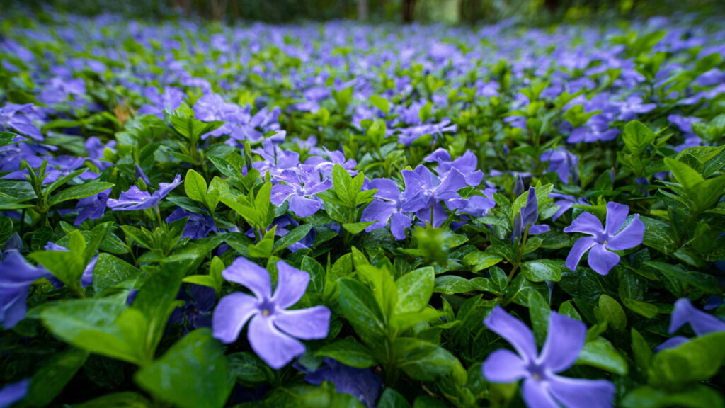 The Ultimate Guide to Growing Periwinkle Ground Cover for a Vibrant Garden