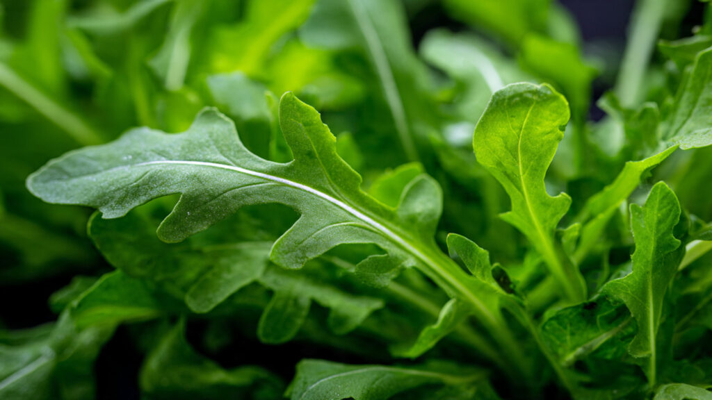 The Ultimate Guide to Growing Rocket Arugula at Home for Beginners