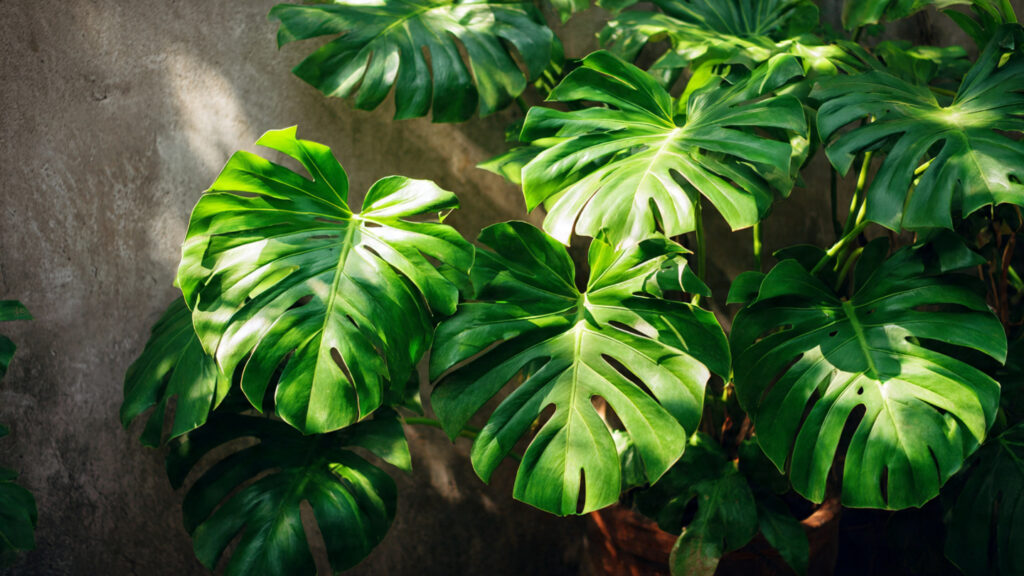 The Ultimate Guide to Growing Split Leaf Philodendron Outdoors for Optimal Growth and Stunning Foliage