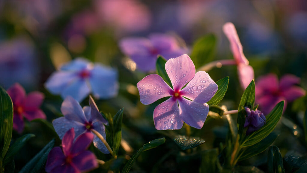 The Ultimate Guide to Growing Vinca Successfully in High Summer Temperatures