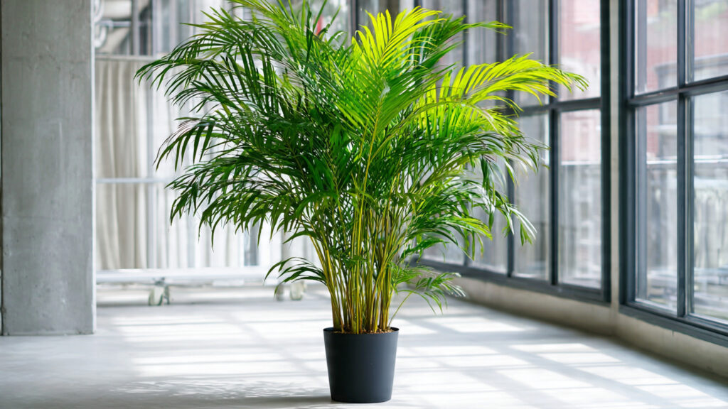 The Ultimate Guide to Successfully Cultivating Areca Palm in Low Light Environments for Stunning Indoor Aesthetics