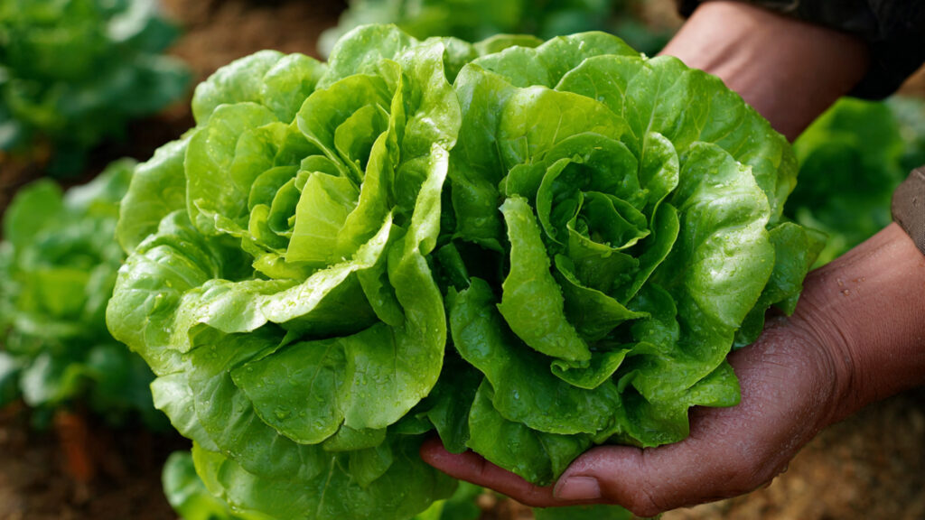 The Ultimate Guide to Successfully Cultivating Butterhead Lettuce in Your Home Garden with Proven Techniques