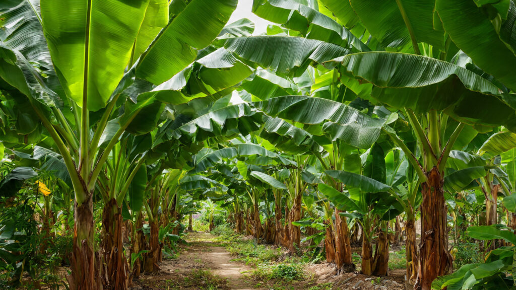 The Ultimate Guide to Successfully Cultivating Ornamental Banana Clumps for a Lush Garden