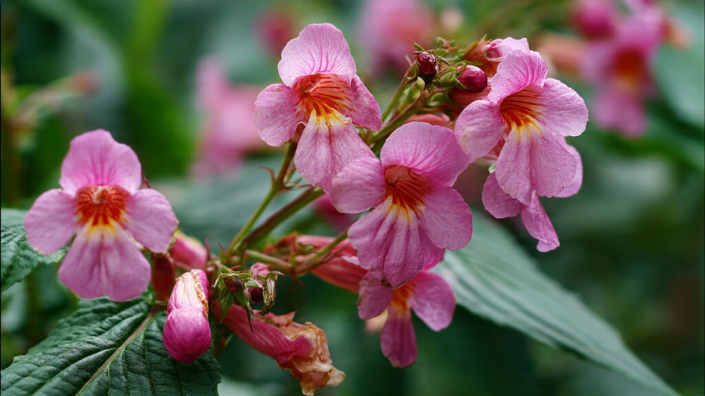 The Ultimate Guide to Successfully Growing Balsam in Containers for Vibrant Color and Fragrance