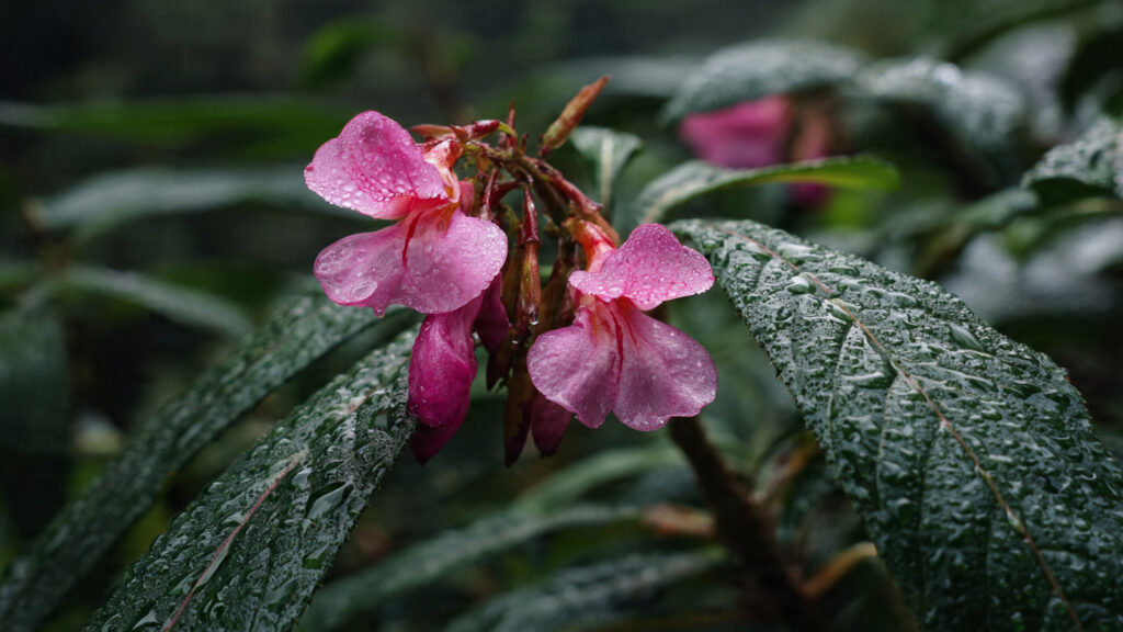 The Ultimate Guide to Successfully Growing Balsam During the Monsoon Season