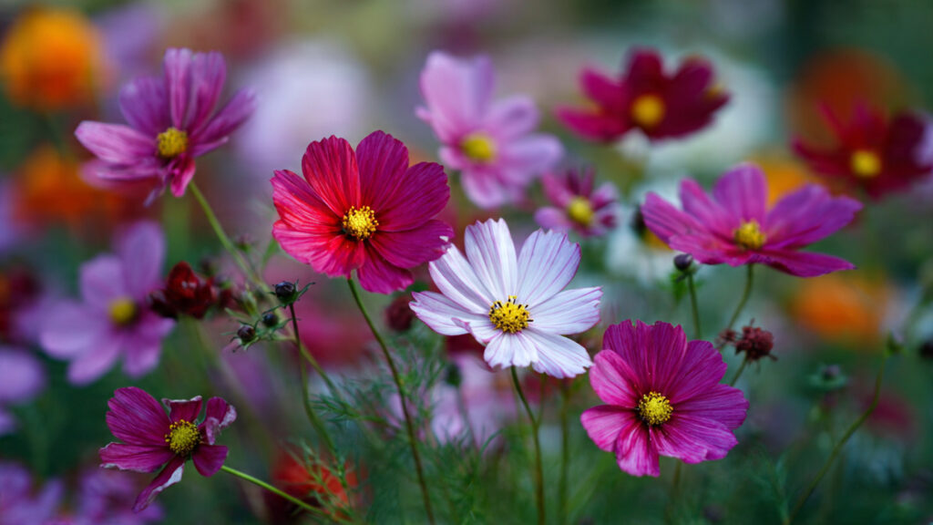 The Ultimate Guide to Successfully Growing Cosmos From Seed for New Gardeners