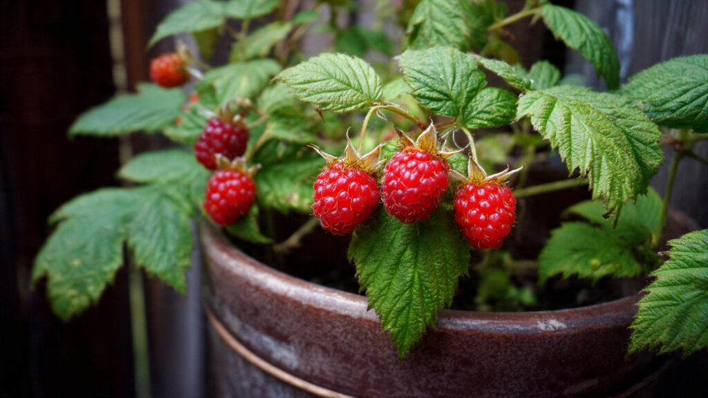 The Ultimate Guide to Successfully Growing Loganberries in Containers for Small Spaces