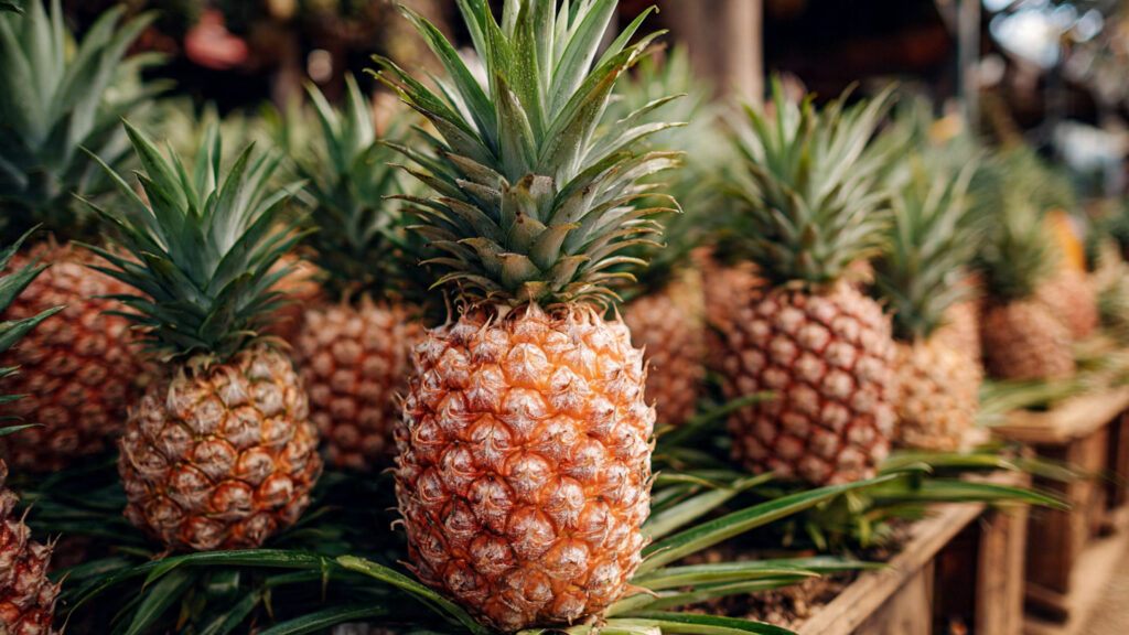 The Ultimate Guide to Successfully Growing Pineapples in Containers at Home