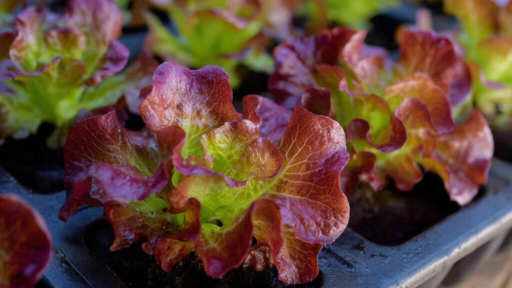 The Ultimate Guide to Successfully Growing Red Leaf Lettuce in Pots for Urban Gardens