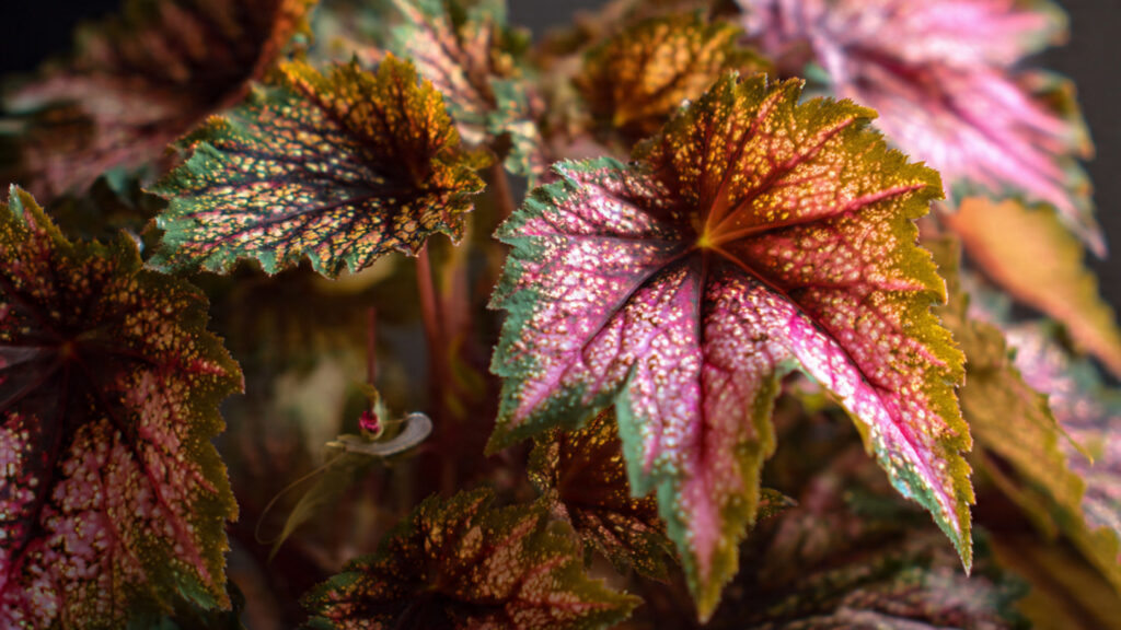 The Ultimate Guide to Successfully Growing Rex Begonia Indoors Using Simple Techniques
