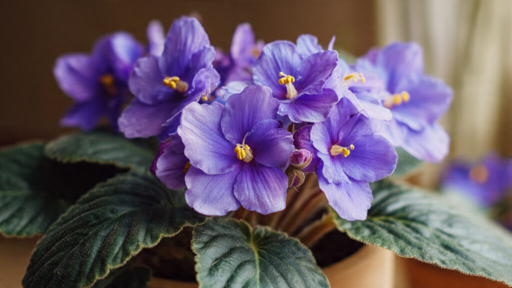 The Ultimate Guide to Understanding the Best Methods for Watering African Violets to Ensure Healthy Growth and Blooms