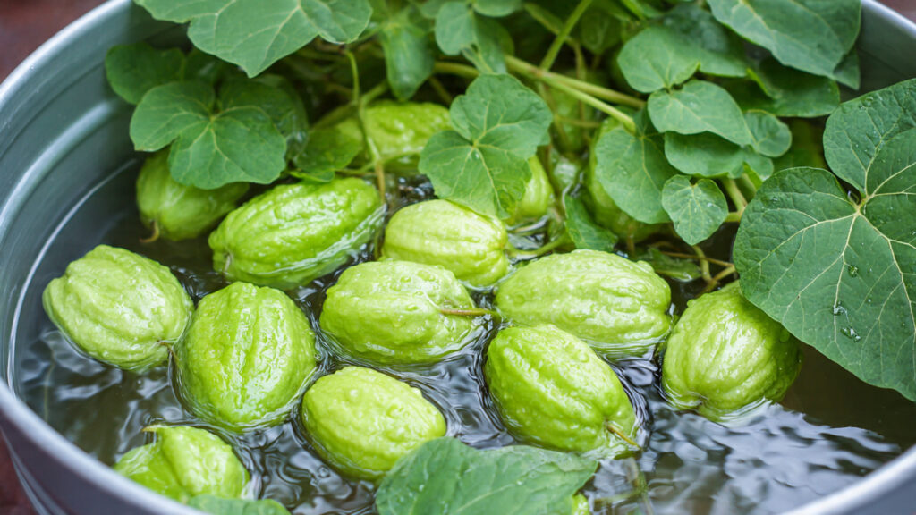 This Simple Tub Method Grows Endless Chayote All Year