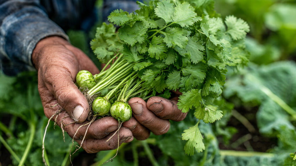 Tips for Growing Coriander All Year Round for Continuous Harvesting Success