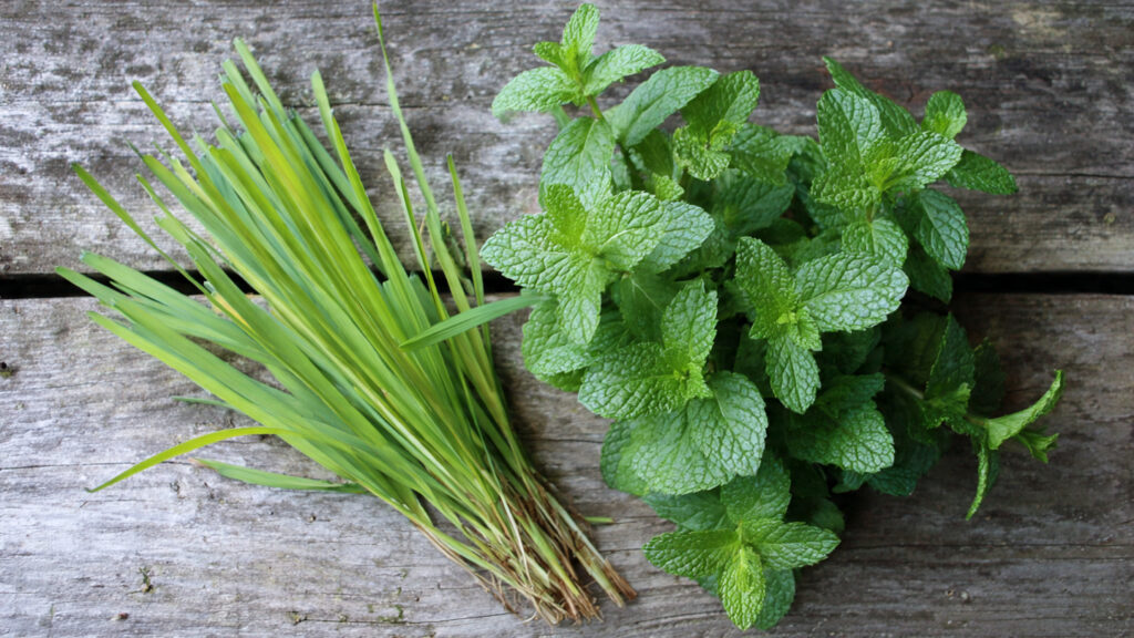 Tips For Growing Mint And Lemongrass For The Quickest Harvest | Fast-Growing Herb Guide
