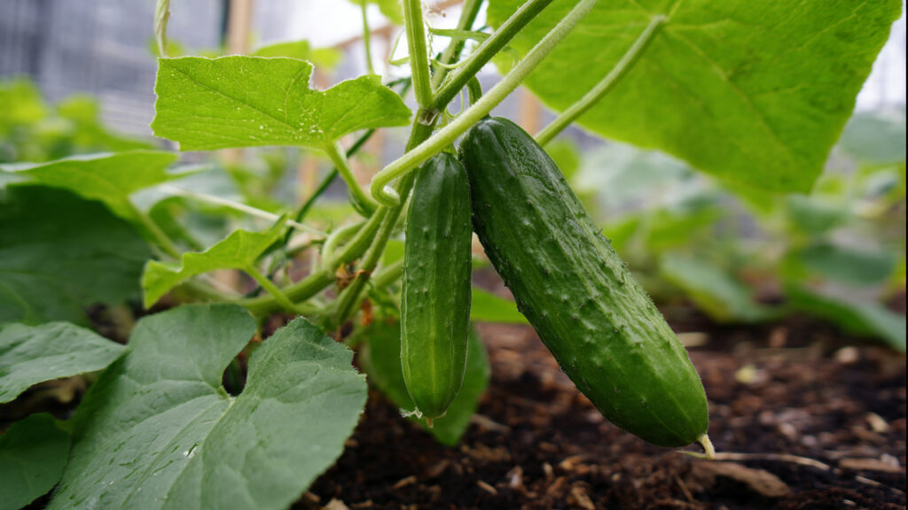Tips to Grow Cucumbers on a Budget | TN Gardening Simple Methods