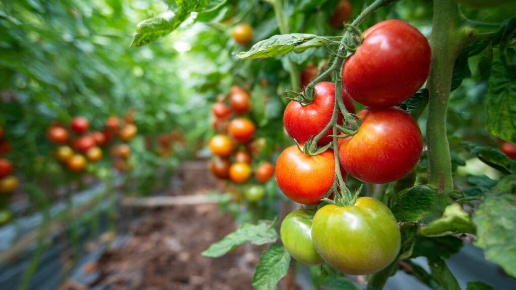 Tomato Abundance: Proven Home Gardening Secrets to Grow More Tomatoes Than Ever Before