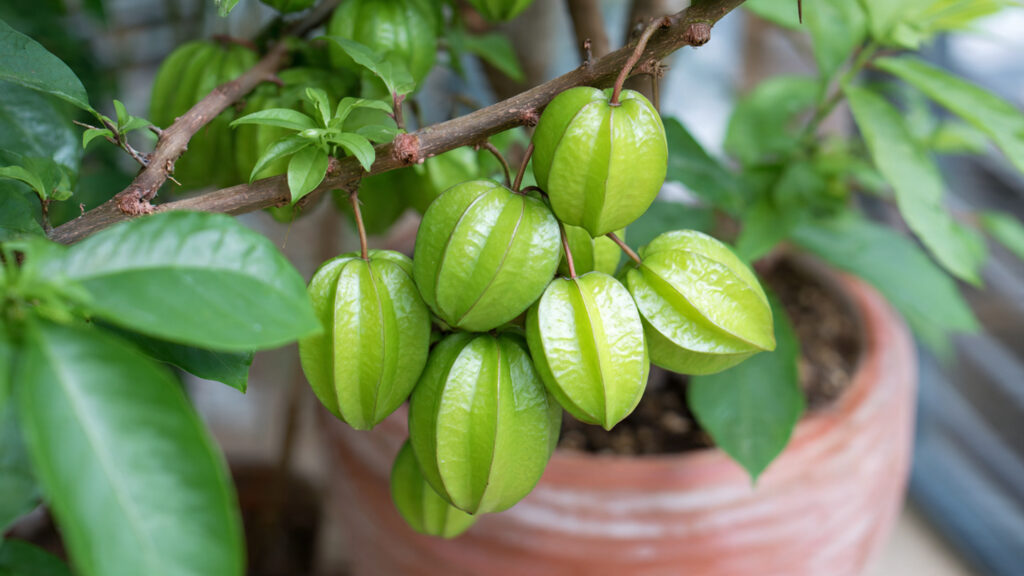 Tropical in a Container: How to Grow Star Fruit in a Pot From Seed to Harvest