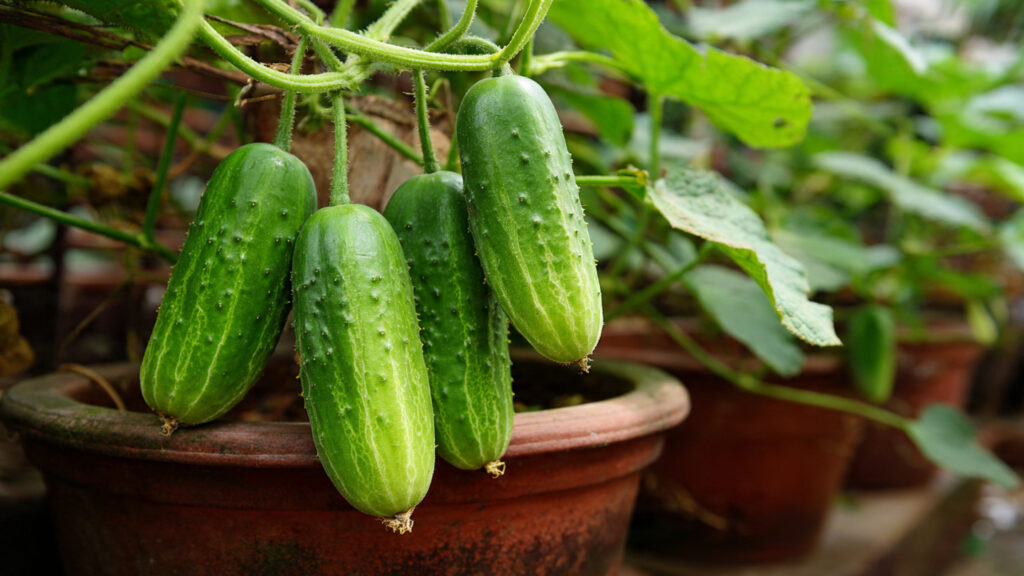 Turn Waste into Wealth: Easy Cucumber Cultivation at Home Using Rejected Containers!