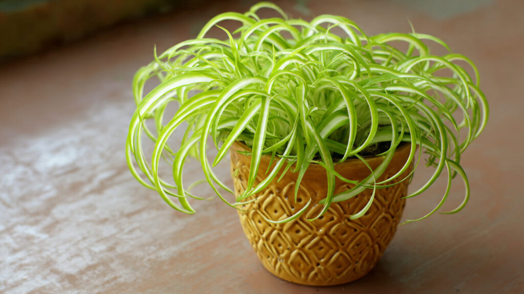 Ultimate Guide to Growing Bonnie Curly Spider Plants Indoors for Thriving and Healthy Houseplants