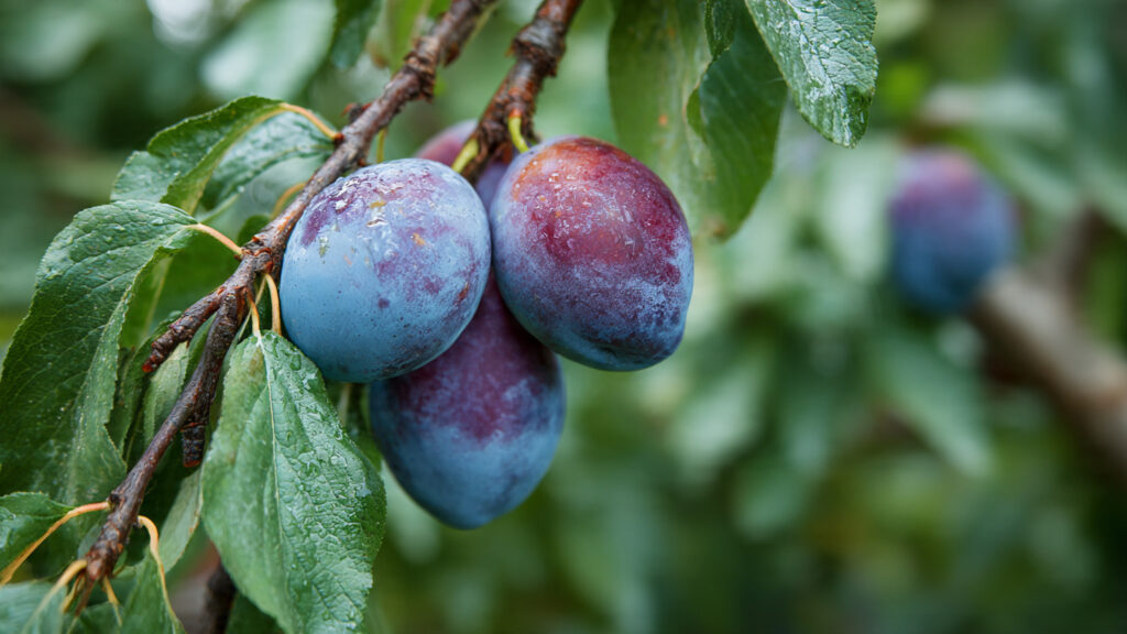 Understanding the Impact of Overlooked Pruning Steps on Fruit Size