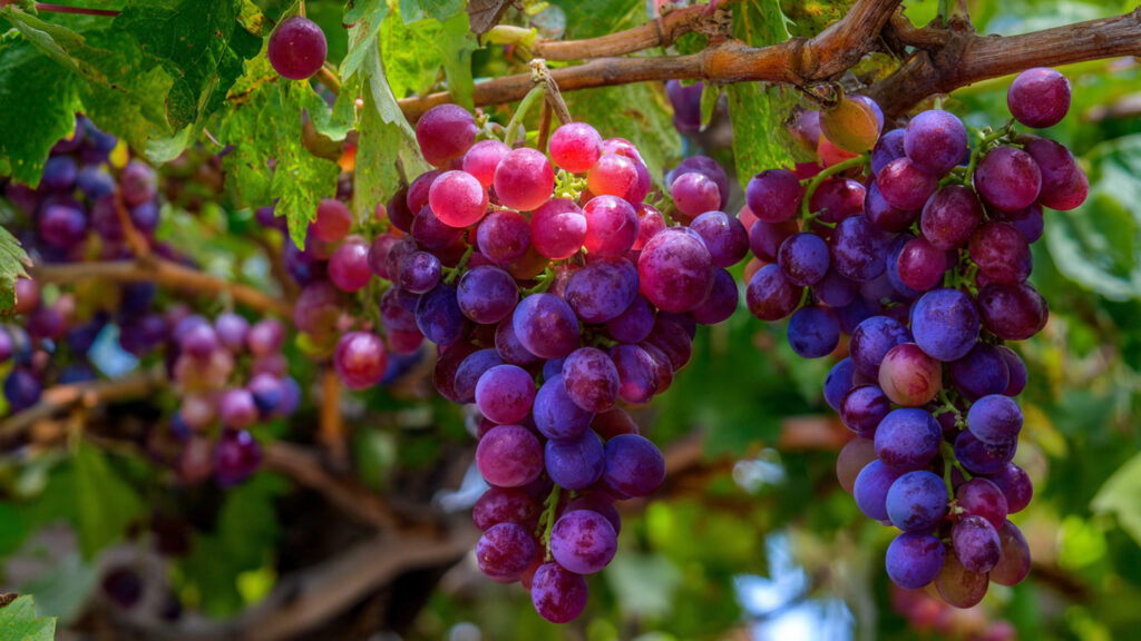 What Are the Essential Secrets for Growing Huge Bunches of Grapes in Your Backyard?