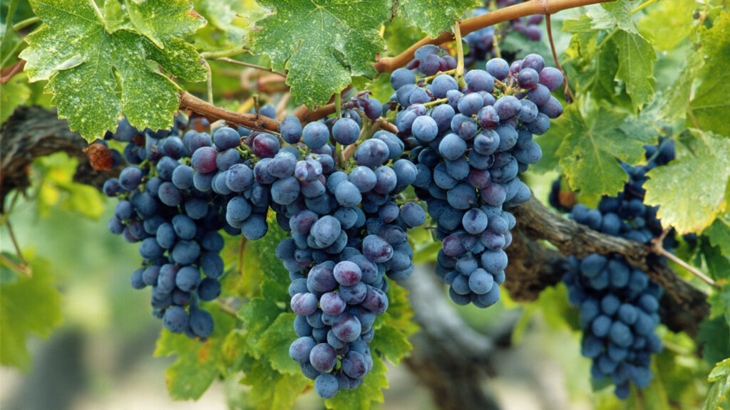 What Are the Essential Secrets for Growing Huge Bunches of Grapes in Your Backyard?